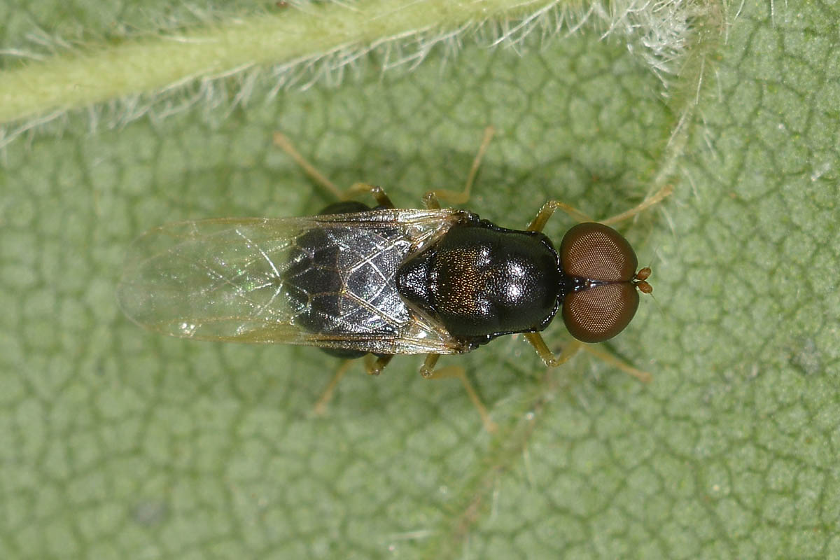 Pachygaster  leachii (Stratiomidae)